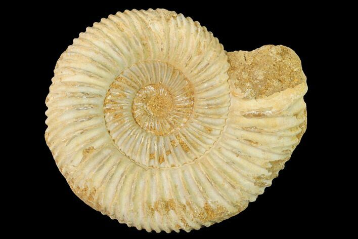 Jurassic Ammonite (Perisphinctes) Fossil - Madagascar #140393